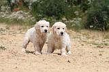 GOLDEN RETRIEVER 335